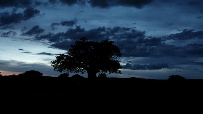 蓝时，非洲陆地上树木的剪影映衬着天空