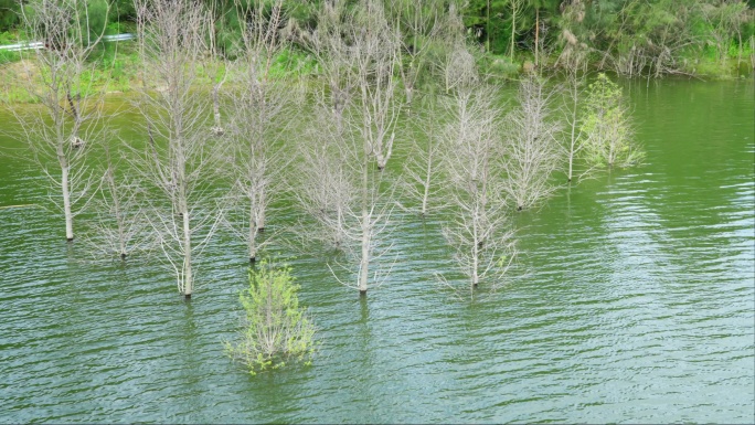 水中树 水生植物