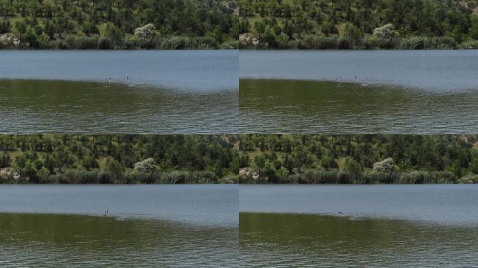 一对大冠灰雀在土耳其安卡拉的埃米尔湖游泳