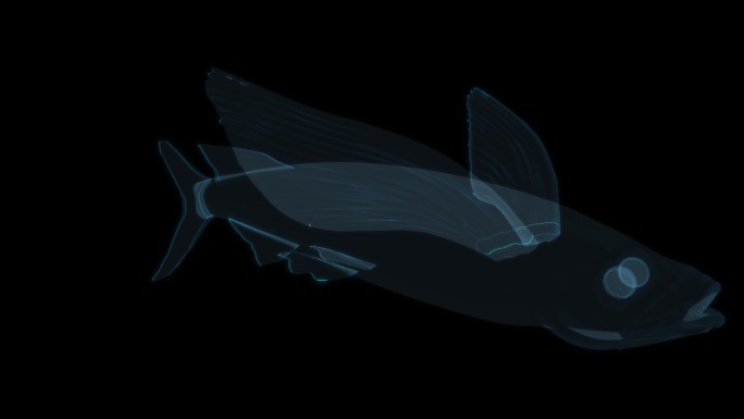 鲸鱼气球 鲸鱼抱枕海洋生物可爱大鱼鲨鱼
