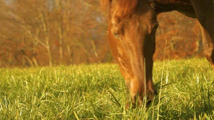 特写，肖像:一头栗色的母马在绿色的草地上享受着秋天的青草