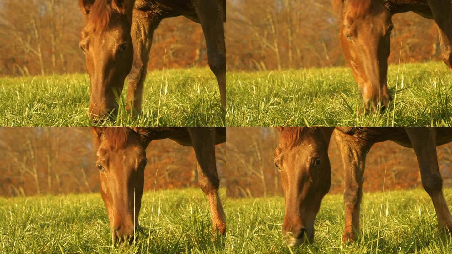 特写，肖像:一头栗色的母马在绿色的草地上享受着秋天的青草