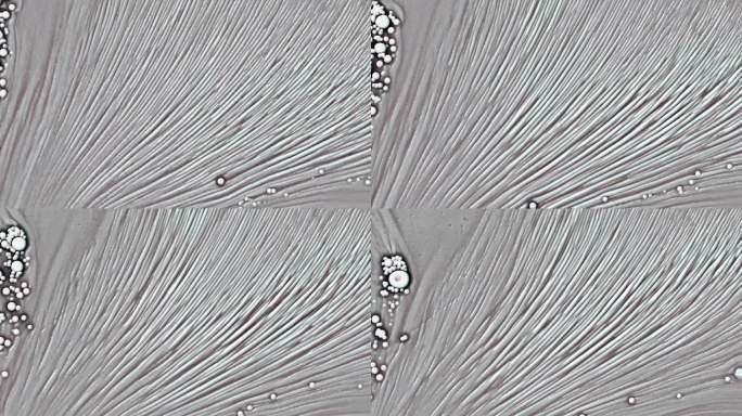 通过显微镜看到的微小细菌细胞群