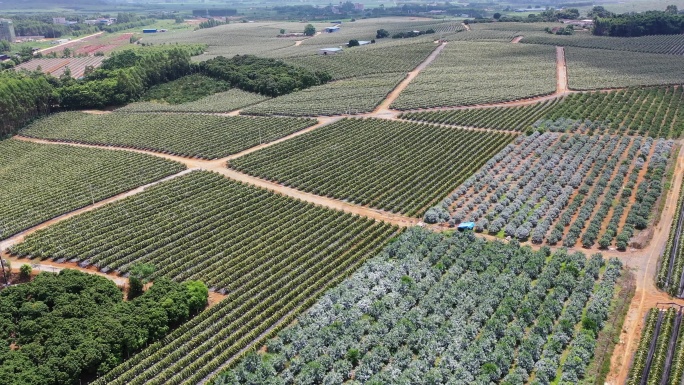 火龙果基地航拍实拍