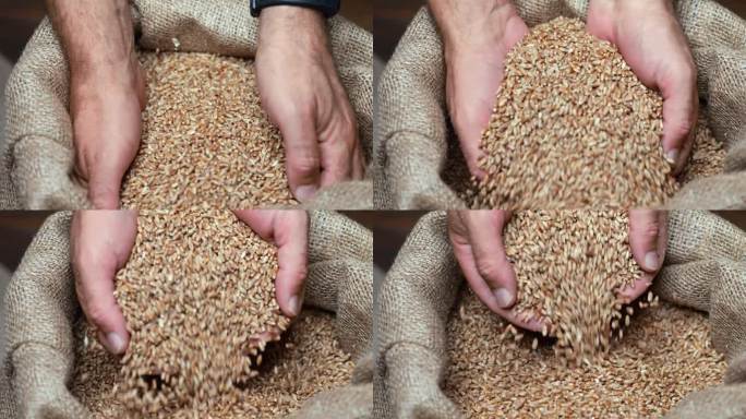 收获评估:麦粒从农民手中流进麻袋的慢动作镜头。