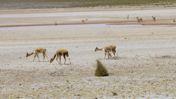 在秘鲁的阿雷基帕，一群vicuña正在吃草和喝水