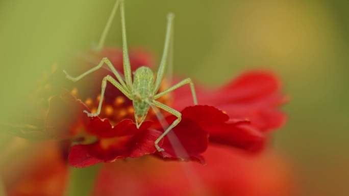 在盛开的红色百日菊花上休息的丛林蟋蟀。选择性对焦镜头