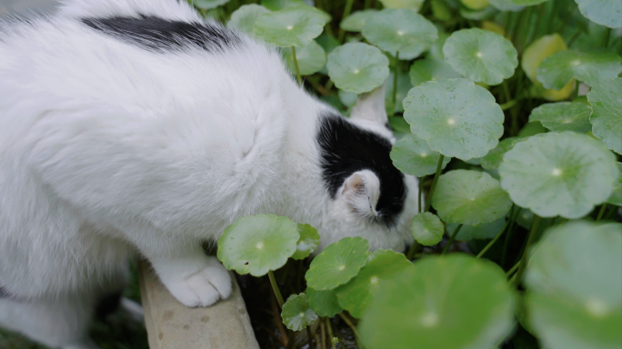 猫喝水 猫在景观水池里喝水