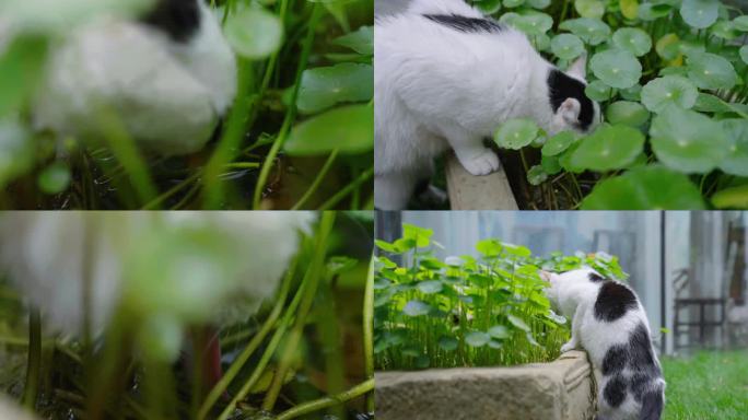 猫喝水 猫在景观水池里喝水