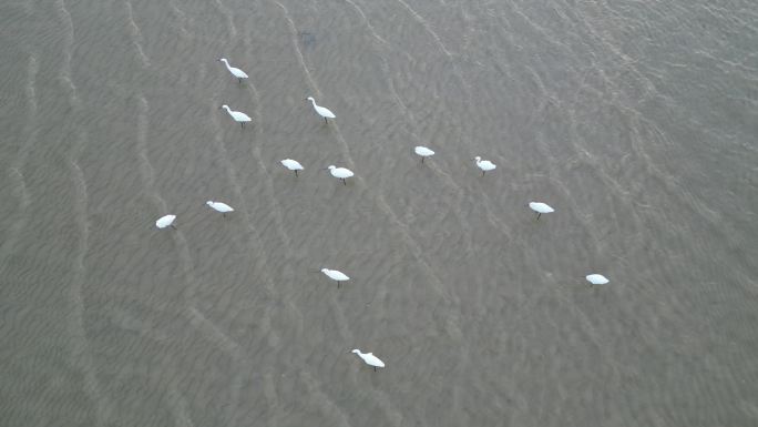 清晨海鸥在海面飞翔海鸟海面空镜头惊起鸟飞