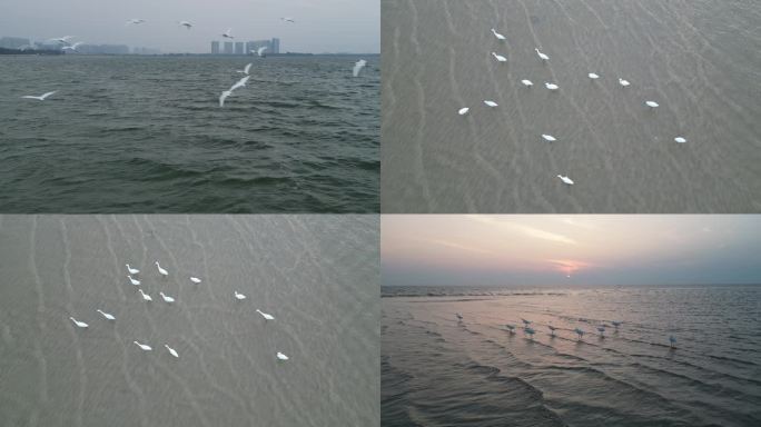 清晨海鸥在海面飞翔海鸟海面空镜头惊起鸟飞