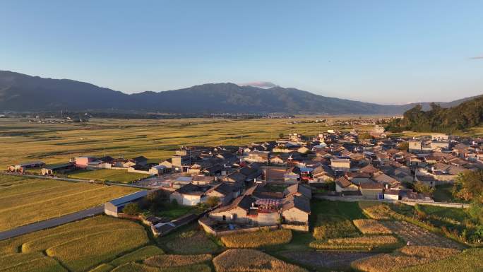 金色稻田包围着传统阿昌族村庄