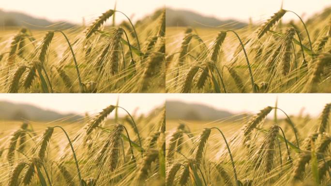 特写，DOF:成熟的金色麦穗在夏末的微风中轻轻摇曳
