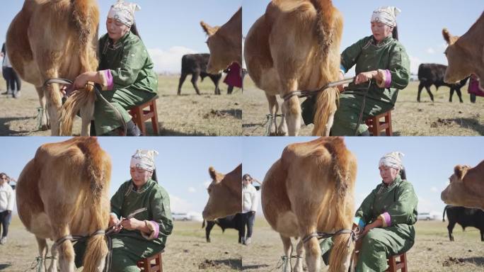 蒙古妇女系着牛腿和牛尾巴准备挤牛奶