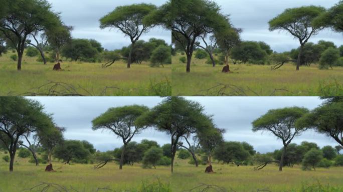 在多云的天空下，秃鹫飞过长满草和金合欢的坦桑尼亚大地