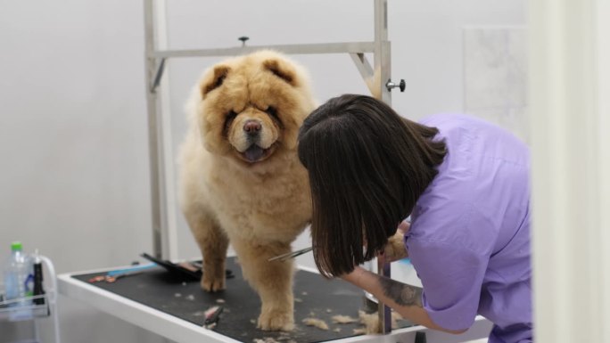 在一个光线充足的工作室里，一位专业的美容师熟练地驾驭着松狮犬复杂的皮毛，展示着专业的护理。