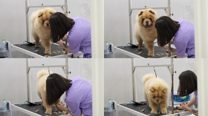 在一个光线充足的工作室里，一位专业的美容师熟练地驾驭着松狮犬复杂的皮毛，展示着专业的护理。