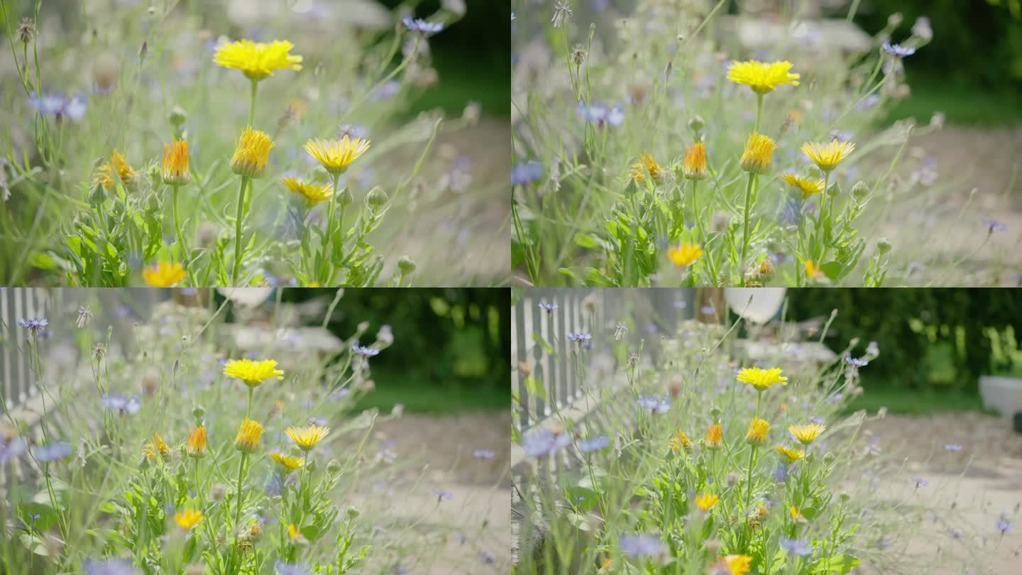 中景到广角拍摄的一些野花生长在一个德国花园。镜头慢慢缩小，更多地展示了花坛。