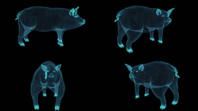 猪肉 奔跑循环哺乳动物游戏角色肉食凶猛