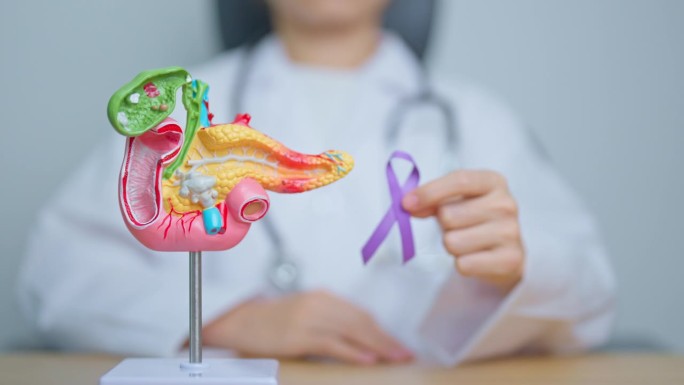 医生手持紫色丝带与人体胰腺模型，以支持胰腺癌十一月宣传月，胰腺炎，消化系统，世界癌症日和健康理念