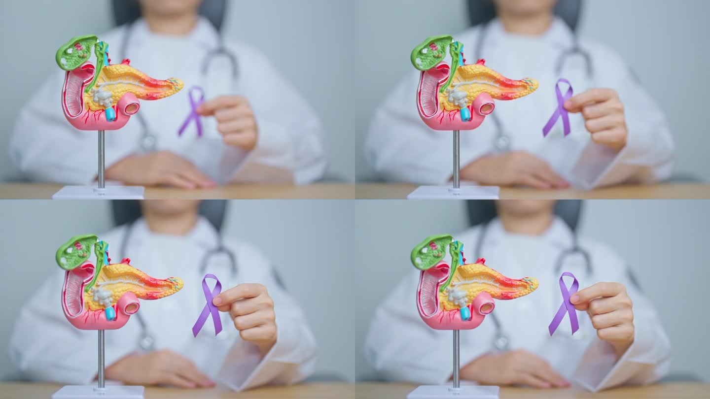 医生手持紫色丝带与人体胰腺模型，以支持胰腺癌十一月宣传月，胰腺炎，消化系统，世界癌症日和健康理念