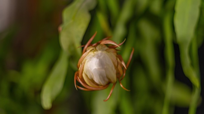 宣传片素材植物昙花开花全过程延时摄影