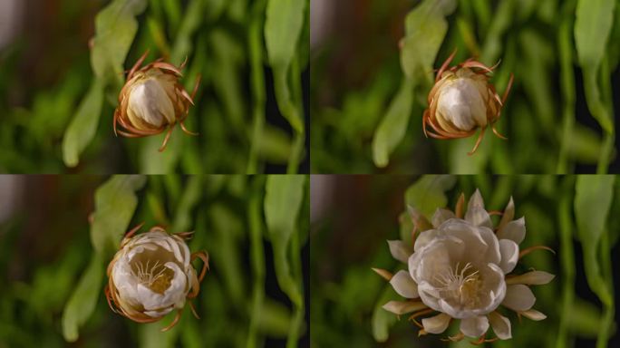 宣传片素材植物昙花开花全过程延时摄影