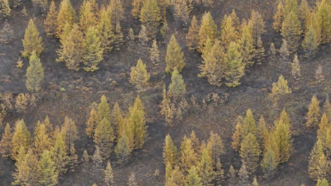 4K-Log-航拍大兴安岭、秋天树林