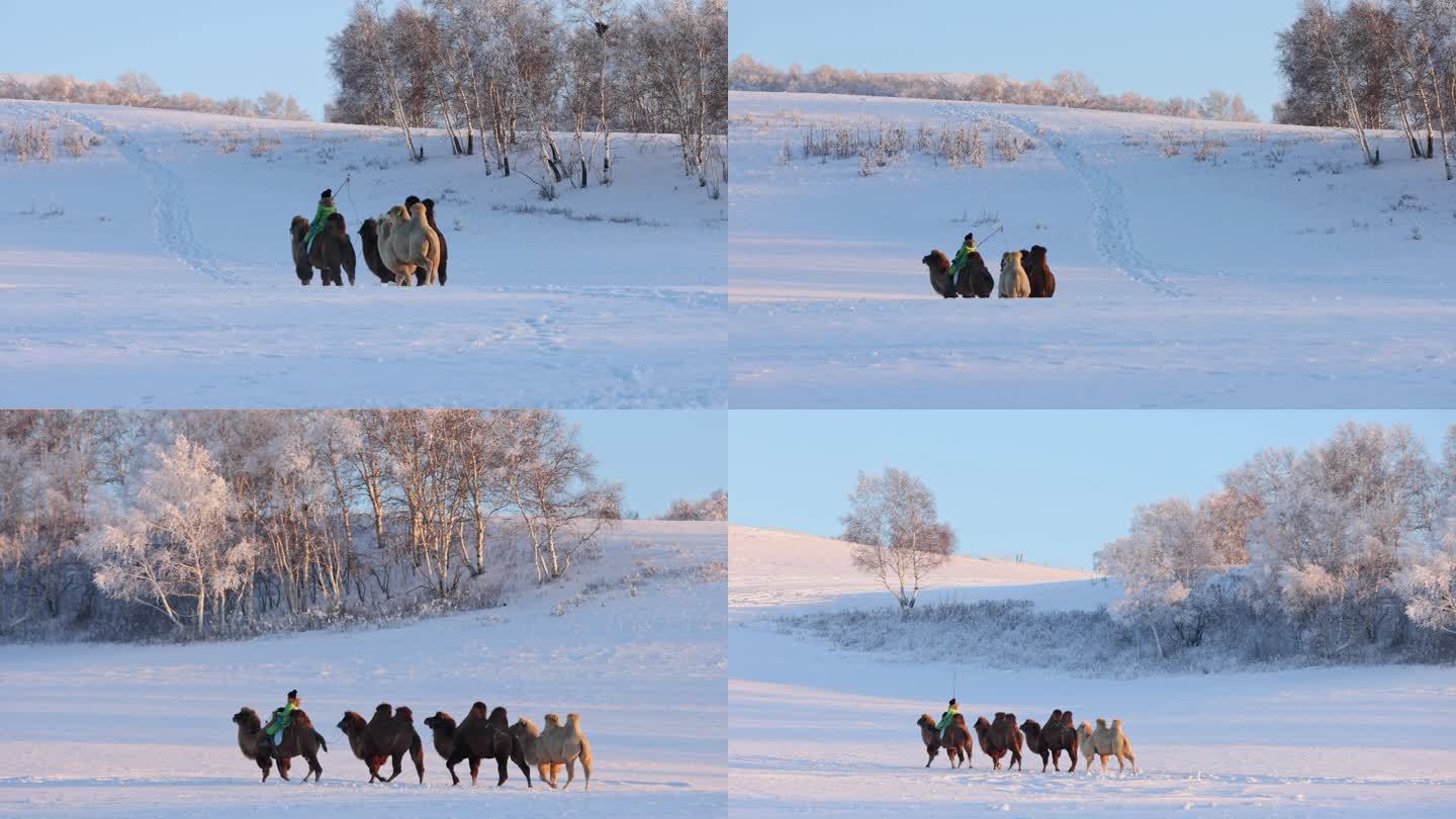 雪地的骆驼