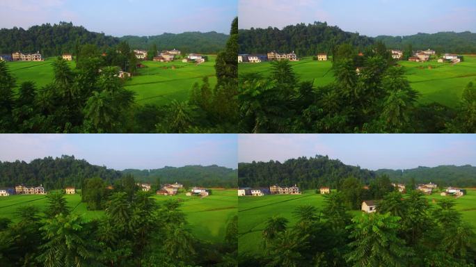 蓝天下美丽乡村绿色稻田环绕乡村美景