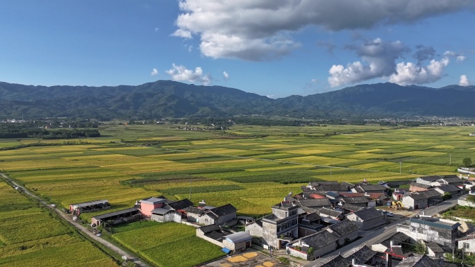 云南陇川县户撒乡水稻丰收的田野航拍延时