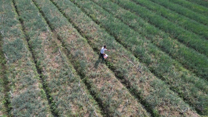 台州温岭箬横田园丰收航拍DJI_0059