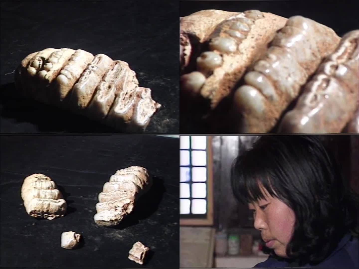 1984年陕西汉中勉县发现一具乳齿象化石