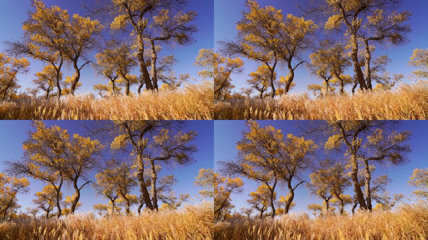 秋天新疆的金色胡杨林，胡杨树和风中的芦苇