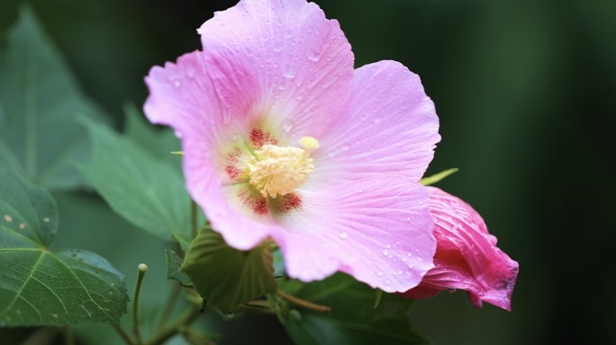 4k雨后的芙蓉花