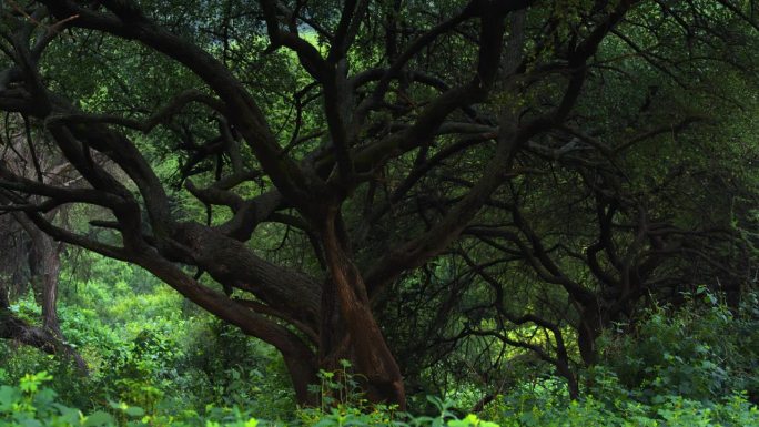 生长在坦桑尼亚热带雨林中的外来树木和灌木