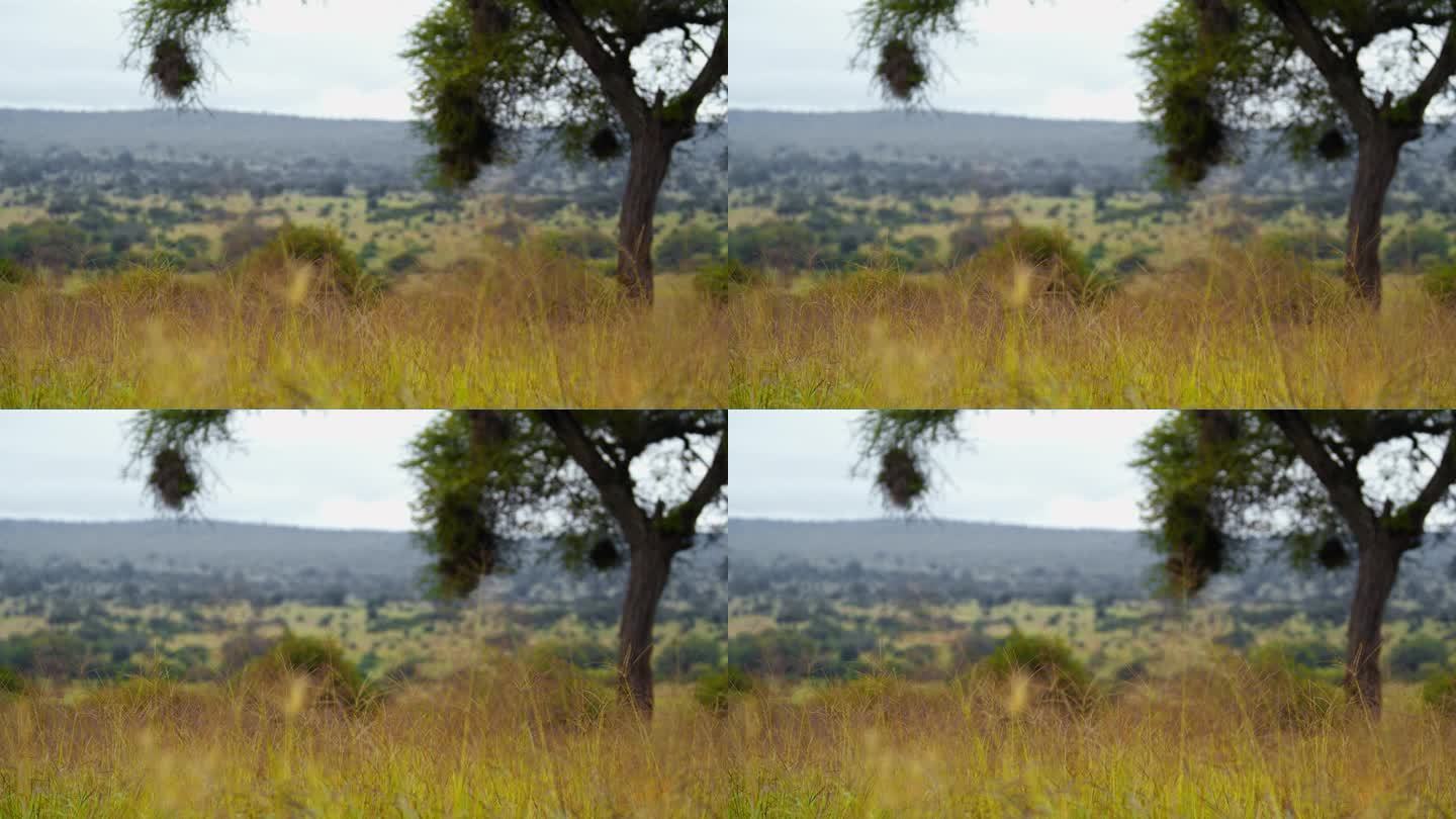 高大的绿草生长在坦桑尼亚引人注目的景观上