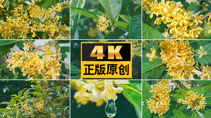 桂花 桂花树 唯美桂花视频素材