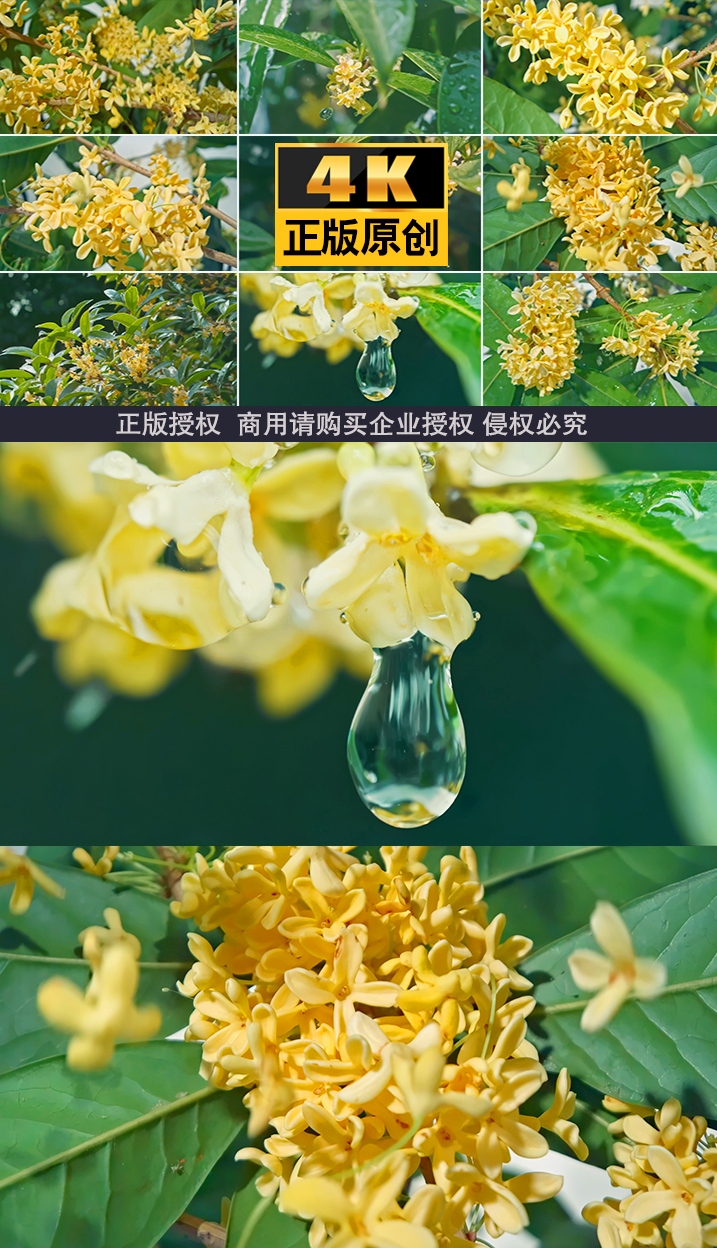 桂花 桂花树 唯美桂花视频素材