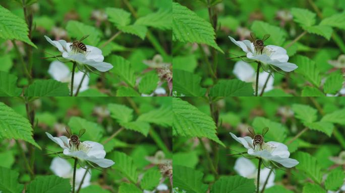 蜜蜂在花丛中采蜜