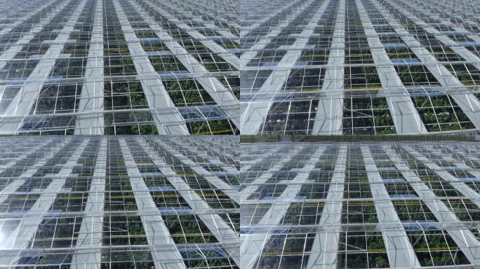 大温室蔬菜鸟瞰图，温室透明玻璃屋顶。现代高科技温室俯瞰。鸟瞰大型工业技术温室。