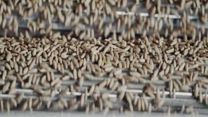 在最先进的谷物研磨设备中，层叠谷物的特写。高科技食品生产理念。