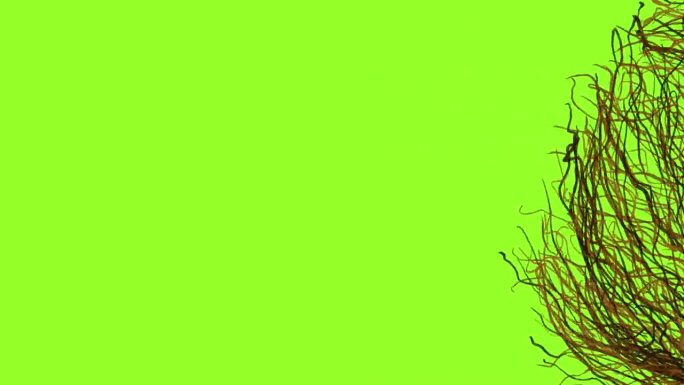 绿屏上的Tumbleweedon动画。