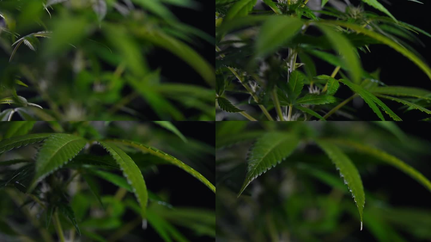栅格化草本大麻叶。大麻种植。选择性聚焦，大麻二酚