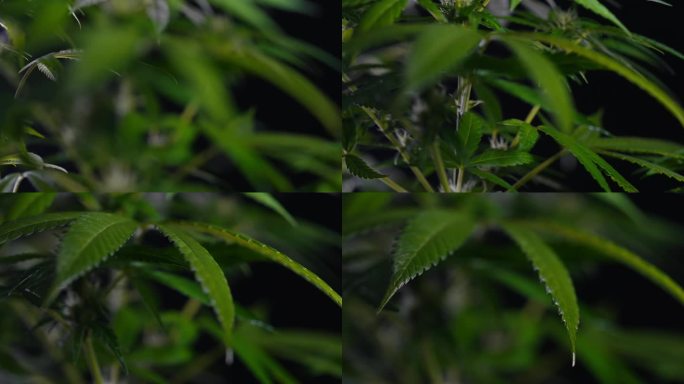 栅格化草本大麻叶。大麻种植。选择性聚焦，大麻二酚