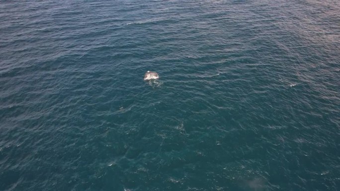鸟瞰座头鲸在澳大利亚新南威尔士州卡巴里塔海滩的绿松石水域潜水。
