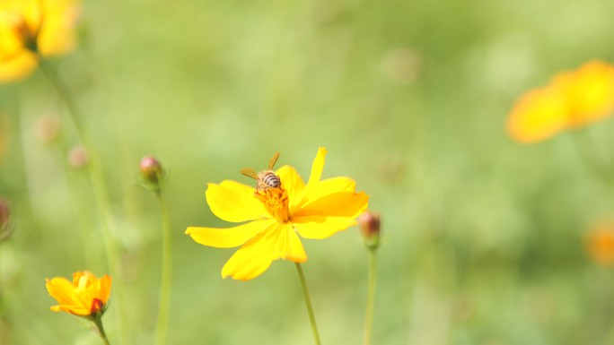 4K菜花油菜昆虫蜜蜂