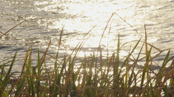 阳光下波光粼粼的水面浮草