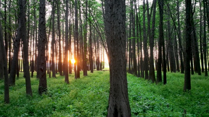 森林的光影，阳光穿过森林