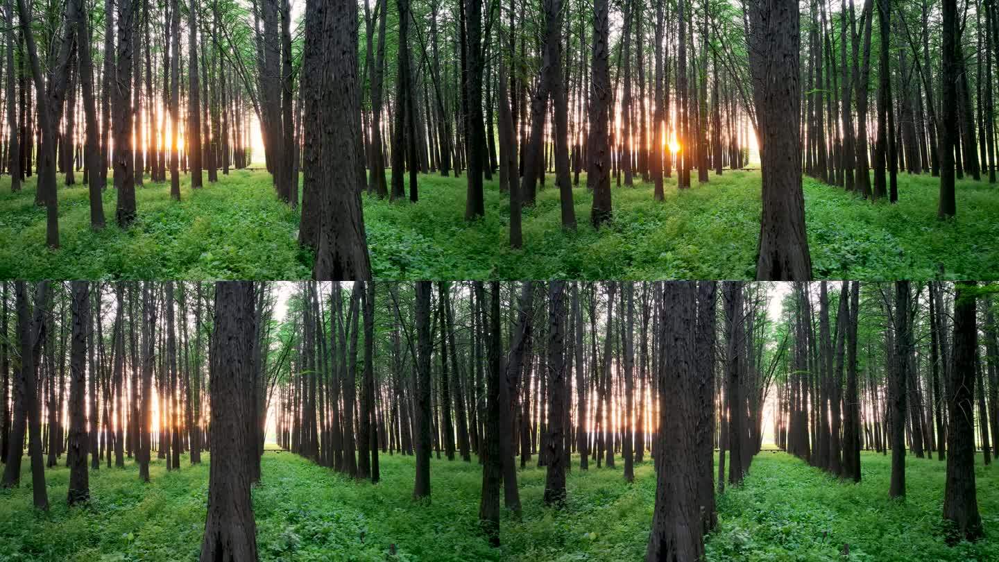 森林的光影，阳光穿过森林